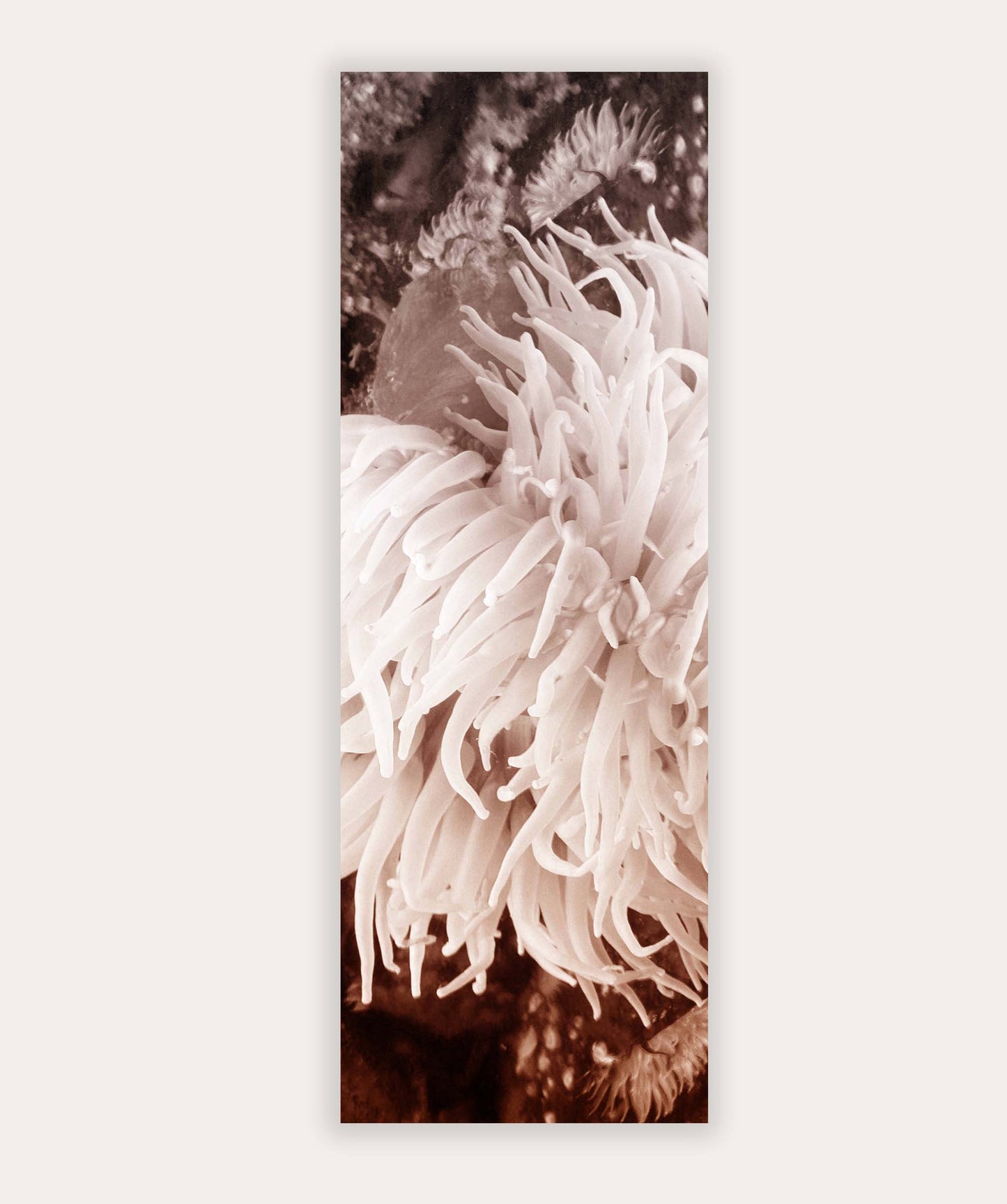 AUREATE CORALLURE SCARF