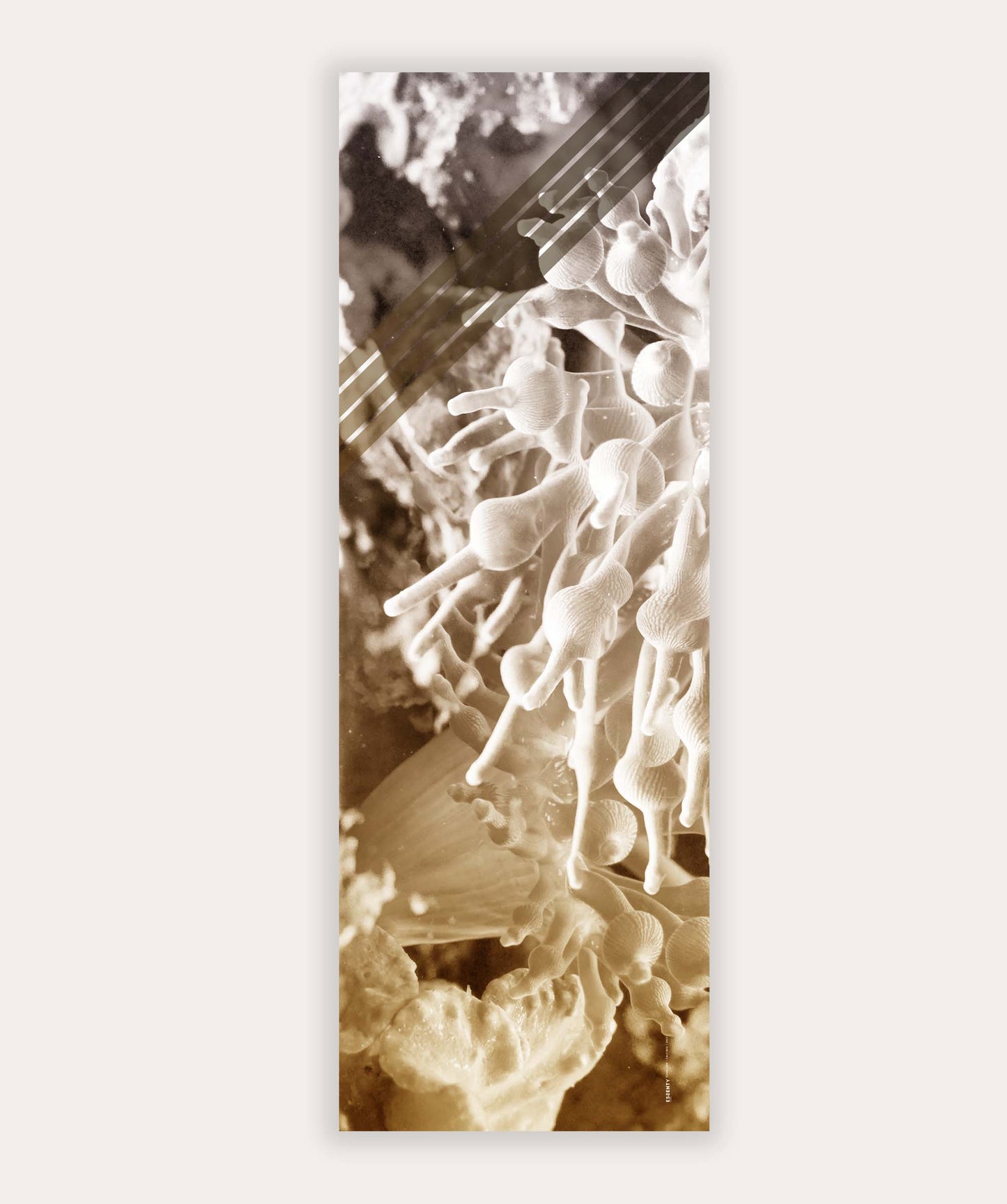 CALCINEA CORALLURE SCARF